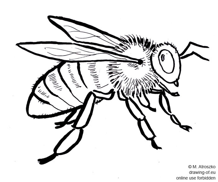 abeja dibujo