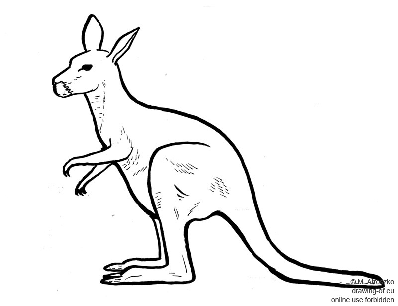 Dibujo del canguro