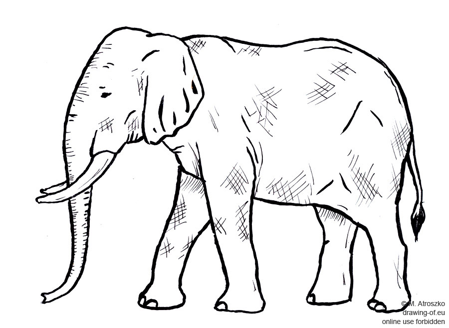 Elefante dibujo
