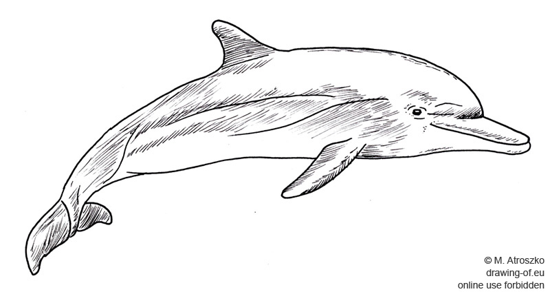 Delfin dibujo