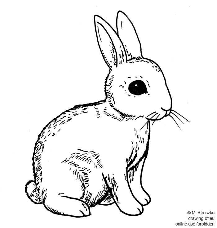 Conejo dibujo