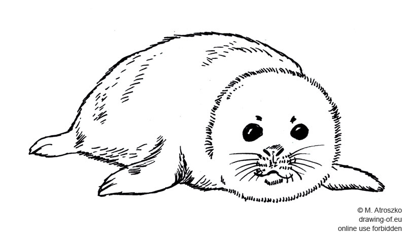 dibujo de la foca