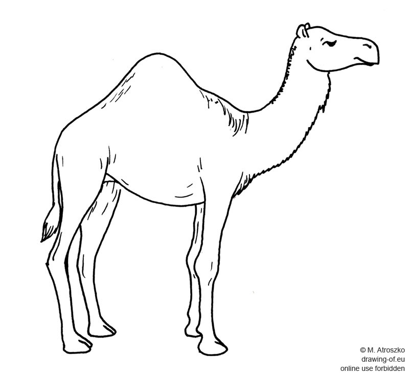 dibujo camello