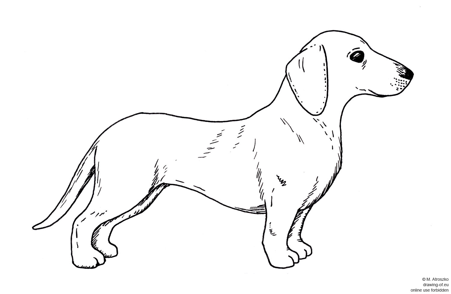 dibujo del perro