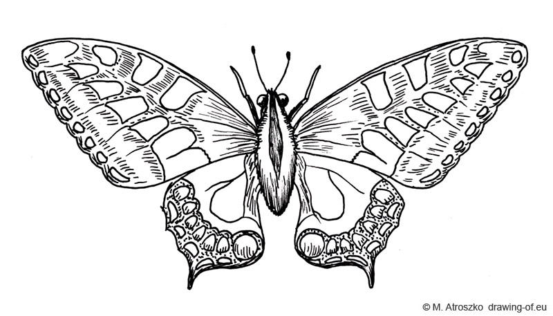 dibujo de mariposa
