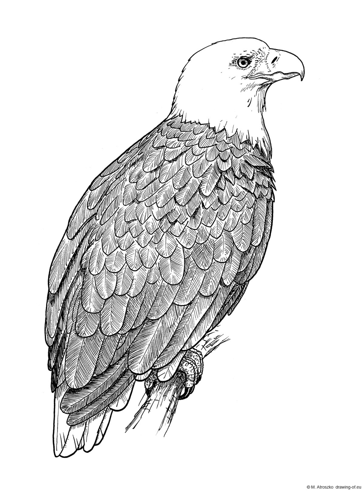 Aguila americana dibujo