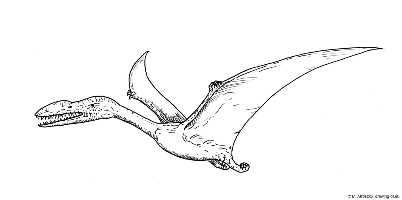 Pterosaurus dibujo