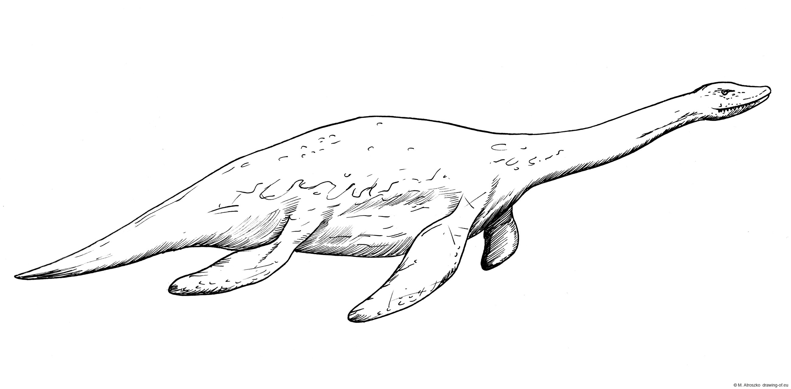 dibujo de plesiosaurus