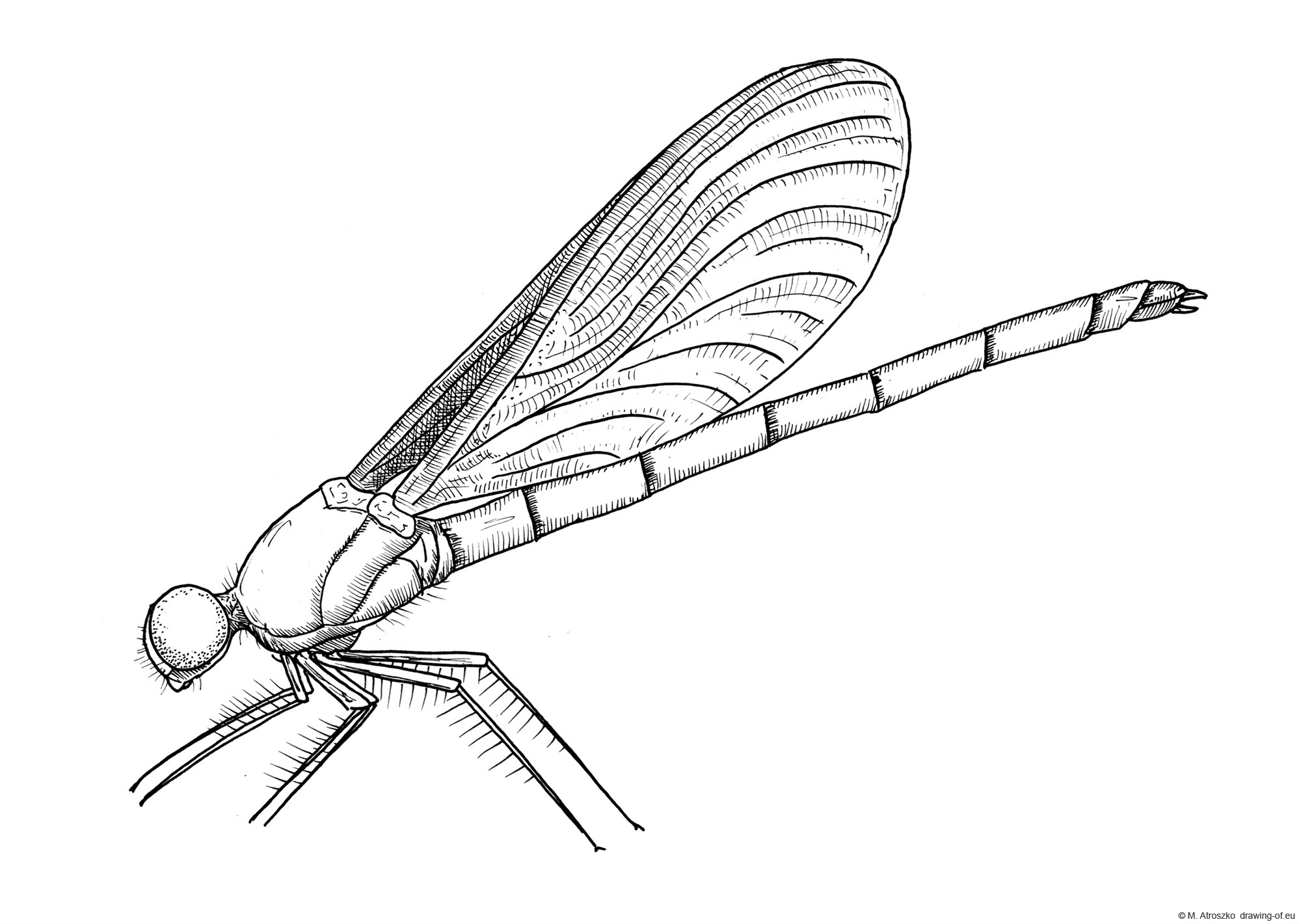 dibujo de anisoptera