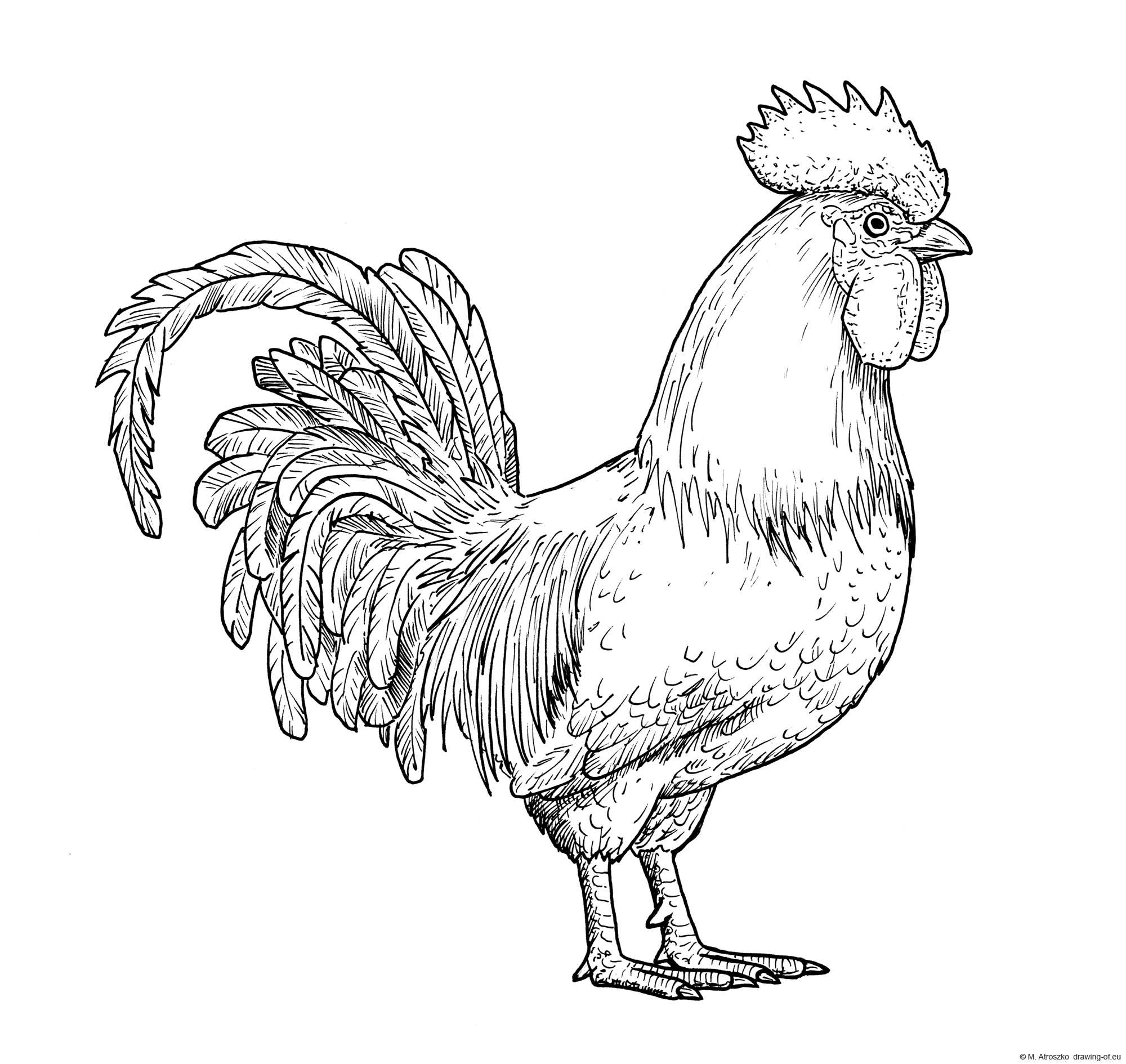 Dibujo de gallo